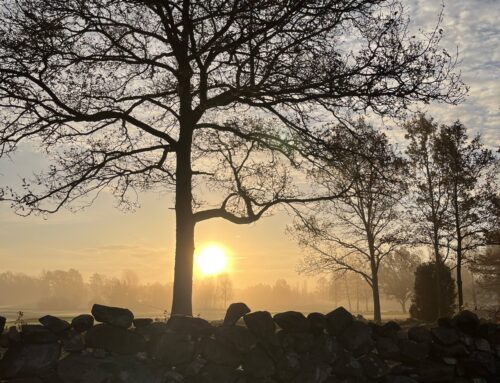 Arbetet på klubben vecka 49